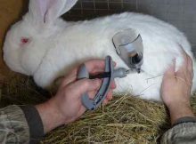Байкокс для кроликов - от чего он нужен, инструкция применения