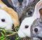 Чем лучше кормить кроликов: травой, комбикормом или овсом?