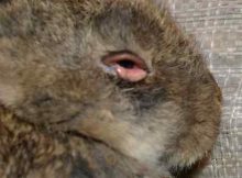 Гноятся глаза у кроликов: что делать, как и чем лечить?