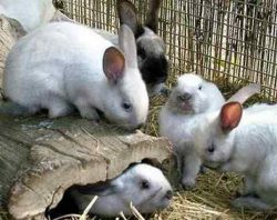 Цистицеркоз у кроликов: что это такое, симптомы, лечение