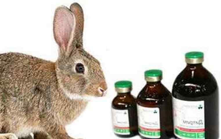 Колем кролика. Дитрим для кроликов. Лекарство дитрим для животных. Дитрим 100мл ветеринарный препарат. Дитрим для кроликов уколы.