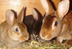 Глисты у кроликов, чем и как лечить, профилактика от глистов