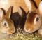Глисты у кроликов, чем и как лечить, профилактика от глистов