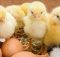 Инкубация куриных яиц от А до Я: что ещё нужно знать?