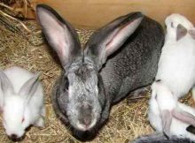 Кокцидиоз у кроликов: симптомы заболевания, как лечить болезнь?