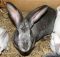 Кокцидиоз у кроликов: симптомы заболевания, как лечить болезнь?