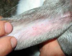 Кровь в ушах кролика - болезни ушей и их самостоятельное лечение