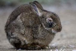 Миксоматоз у кроликов - причины, симптомы, лечение