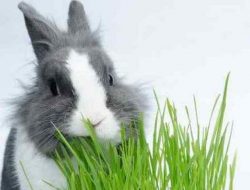 Можно ли давать кроликам свежую траву рукколу, зверобой и другую?