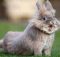 Понос у кроликов: лечение и профилактика заболеваний
