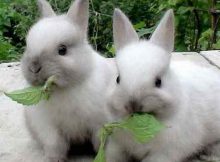 Сколько раз кормить кроликов в домашних условиях?