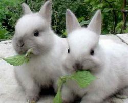 Сколько раз кормить кроликов в домашних условиях?