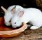 Когда можно отсаживать крольчат от крольчихи и чем кормить?