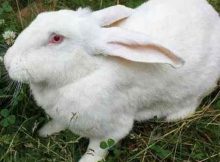 Как спасти кроликов от жары – несколько действенных способов