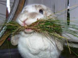 Чем кормить декоративных кроликов