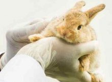 Геморрагическая болезнь кроликов – что это такое?