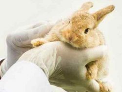 Геморрагическая болезнь кроликов – что это такое?
