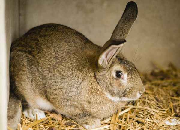 Как быстро убраться в клетке кролика?