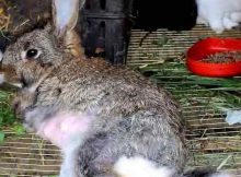 Чем лечить колибактериоз у кроликов