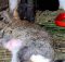 Чем лечить колибактериоз у кроликов