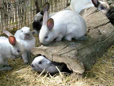 Симптомы колибактериоза у кроликов