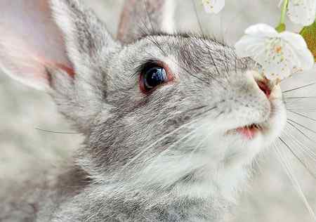 Колибактериоз у кроликов: как и чем лечить кишечную инфекцию?