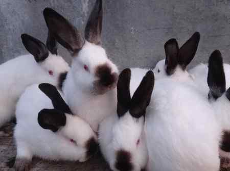 Кролики калифорнийской породы: описание, вес, содержание