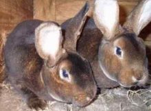 Кролики породы Рекс - разведение, содержание и уход