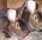 Кролики породы Рекс - разведение, содержание и уход