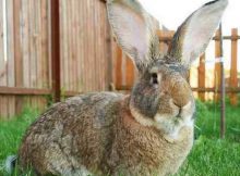 Немецкая порода кроликов Ризен: содержание, разведение, уход