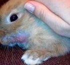 Лечение кроликов от Ринита (насморка) в домашних условиях