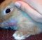 Лечение кроликов от Ринита (насморка) в домашних условиях