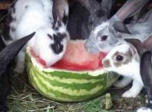 Можно ли кроликам давать арбуз и дыню, вред и польза