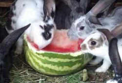 Можно ли кроликам давать арбуз и дыню, вред и польза