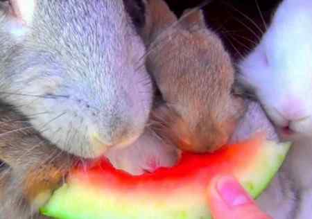 Едят ли кролики арбуз