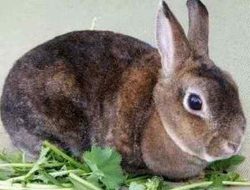 Плюшевый кролик (вельветовый) или Рекс карликовый