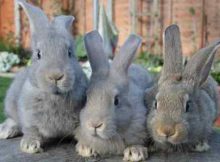 Преимущества разведения кроликов в домашних условиях