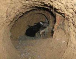 Содержание кроликов в яме: размеры, обустройство, плюсы и минусы