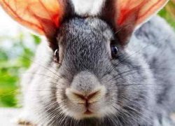 Лечение вздутия живота у кроликов народными средствами