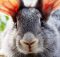 Лечение вздутия живота у кроликов народными средствами