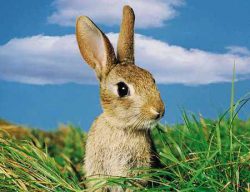 Чем кормить кроликов летом: трава, комбикорм, подкормка
