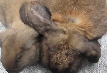 Лишай у кроликов: чем лечить, народные средства