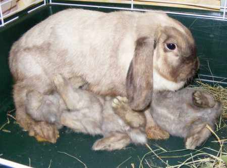 Чем кормить беременных крольчих