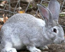 Запор у кроликов и вздутие живота: чем и как лечить
