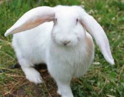 История развития кролиководства в России и разных странах