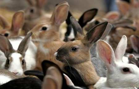 История развития кролиководства в России