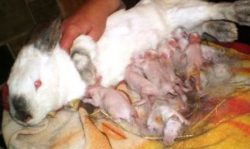 Чем кормить беременных крольчих и во время окрола?