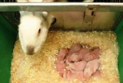 Чем кормить беременных крольчих и во время окрола