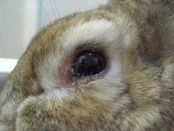 Лечение заразных болезней у кроликов: миксоматоз, ринит, мастит, стоматит, кокцидиоз