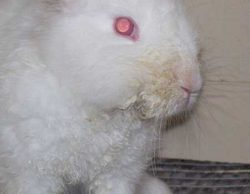 Чем лечить кроликов от миксоматоза, кокцидиоза, ринита, стоматита